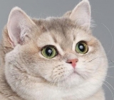 Vega